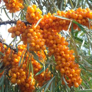 Buy Organic Sea Buckthorn