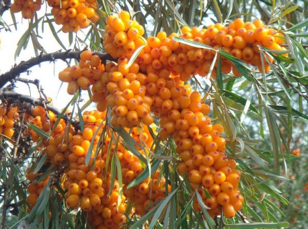 Buy Organic Sea Buckthorn