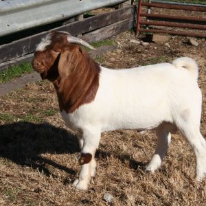 Boer Goats for sale online
