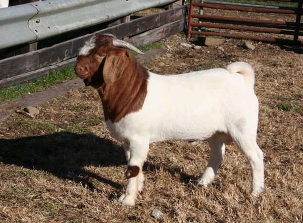 Boer Goats for sale online