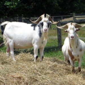 Kiko Goats for sale online
