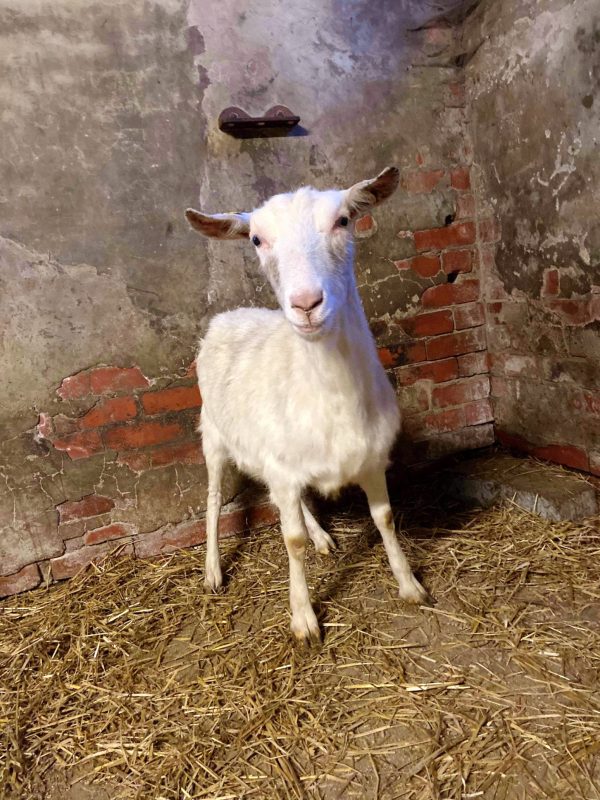 Buy Saanen Goats Online