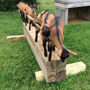 Oberhasli Goats For Sale