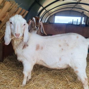 Buy Nubian Goats Online