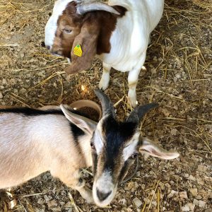 Toggenburg Goats for sale