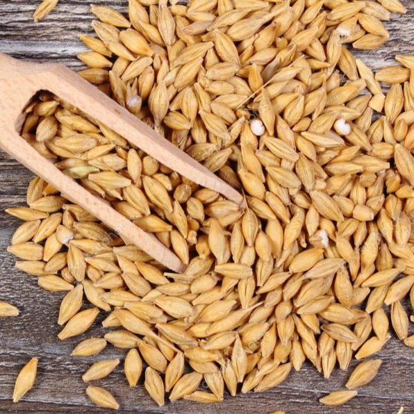 Buy barley grain online