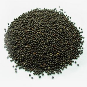Buy rapeseed non-GMO