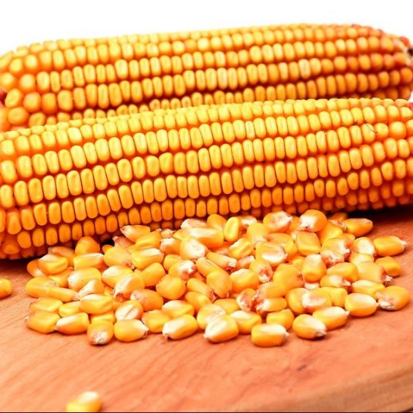 Buy Whole Corn Feed