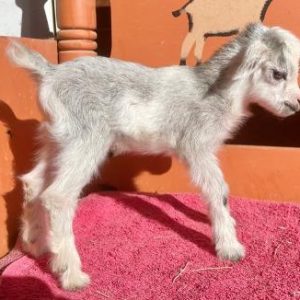 buy nigerian dwarf goats