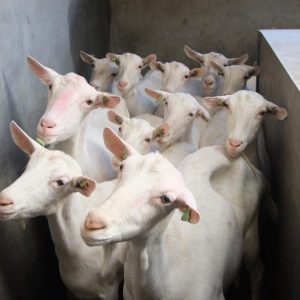 Saanen goats for sale