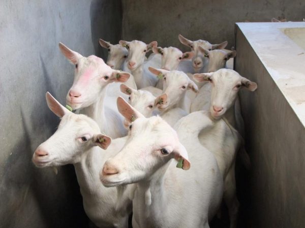 Saanen goats for sale