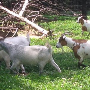 Buy Mytonic Goats online