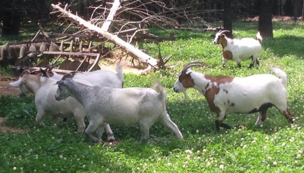 Buy Mytonic Goats online