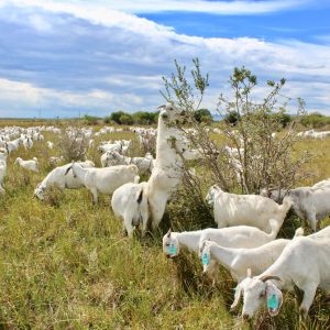 Savannah Goats for sale