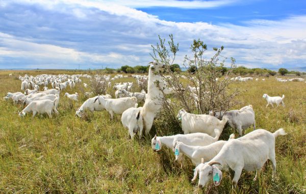 Savannah Goats for sale
