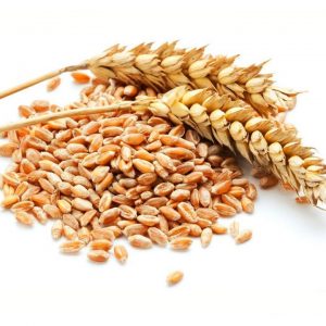 Feed wheat for sale