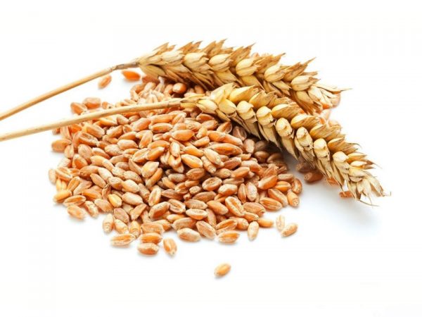 Feed wheat for sale