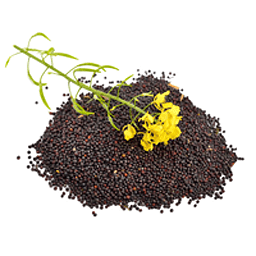 Buy Rapeseed with GMO